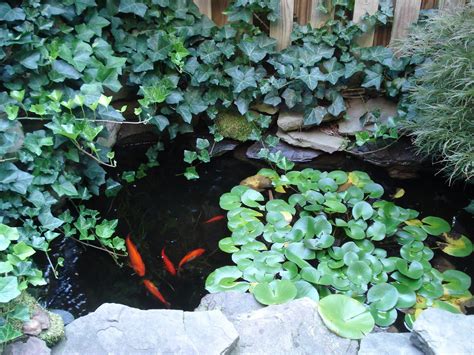 Bumble Lush Garden: Our Goldfish Pond