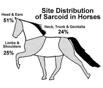 Horse Bliss: Sarcoid Study on My Gelding