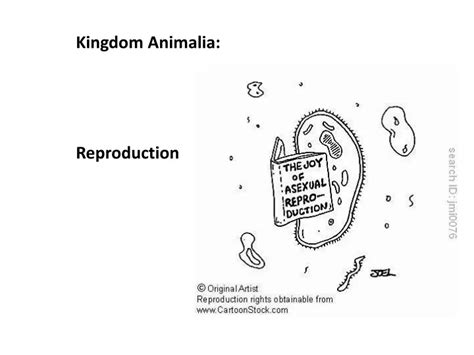 PPT - Kingdom Animalia: Reproduction PowerPoint Presentation, free ...