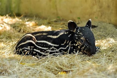 Premium Photo | Baby tapir