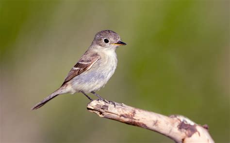 Gray Flycatcher | Audubon Field Guide