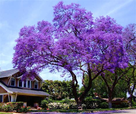 Princess Tree, Royal Empress Tree (Paulownia tomentosa) | Shade trees ...