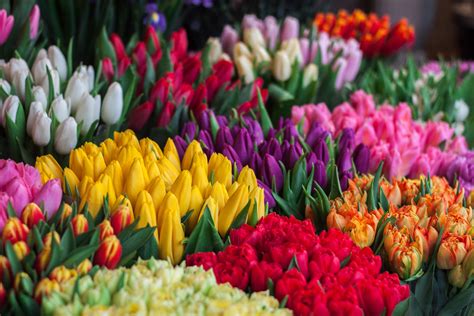 The Language of Flowers: Here’s What Different Flower Colors Mean