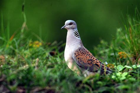 Turtle doves are disappearing from the UK – but there's still hope for ...