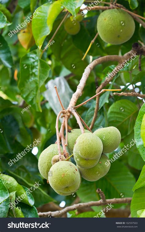 Green Santol Fruit On Tree Stock Photo 102597503 : Shutterstock