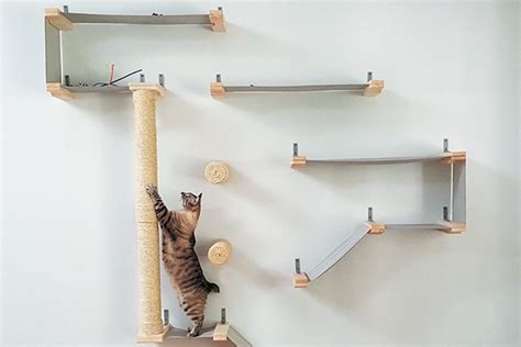 How to Create a Cat Climbing System in Your Home - Catster