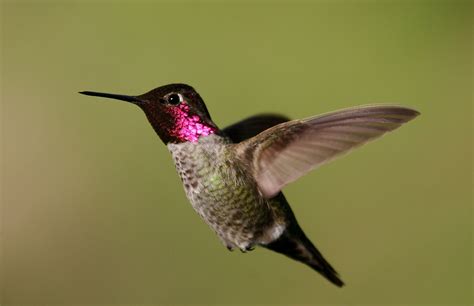 Anna's hummingbird - Wikipedia