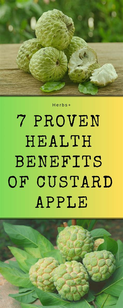 7 Proven Health Benefits Of Custard Apple | Apple benefits, Green fruit ...