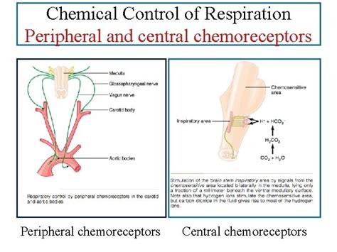 Central and Chemical regulation of ventilation, Central and Peripheral ...