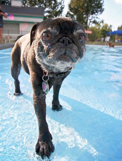 5 Best Splash Pads for Dogs (Plus Other Water Toys)!