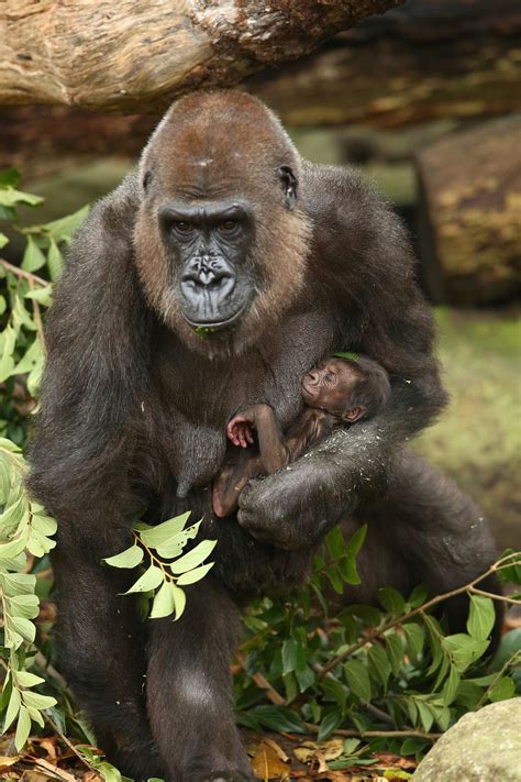 This Newborn Baby Gorilla Will Make You Miss Your Mommy