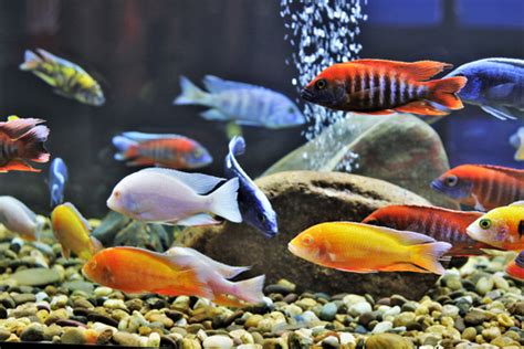 15 Best Peacock Cichlid Tank Mates - FishLab