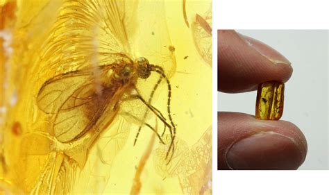 Ancient Resource: Authentic Prehistoric Insects in Fossilized Amber for ...