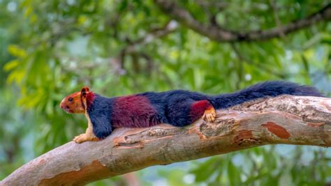 The Indian Giant Squirrel | Critter Science