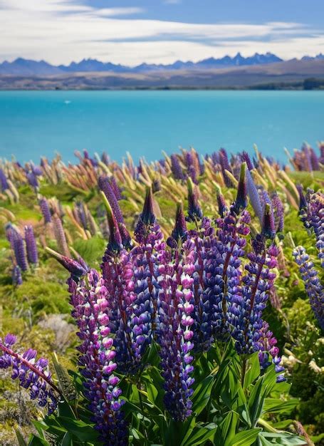 Premium AI Image | Lupins Of Lake Tekapo