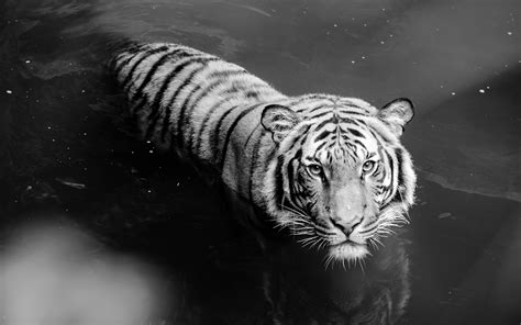 White Tiger Full HD Wallpaper and Background Image | 1920x1200 | ID:414179