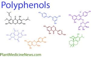 What is a polyphenol? - Plant Medicine News