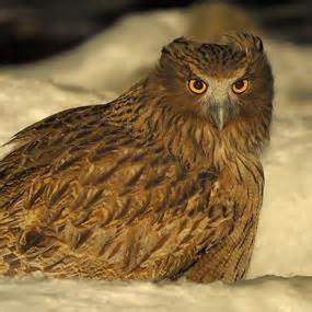 Blakiston's Fish-Owl | BirdNote