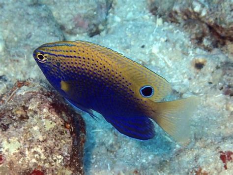 Snorkeling in Moorea: Best Tours & Snorkel Spots on the Island ...