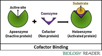 Difference Between Cofactor and Coenzyme (with Comparison Chart ...