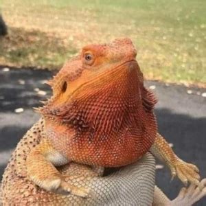 Fat lizard - Discord Pfp