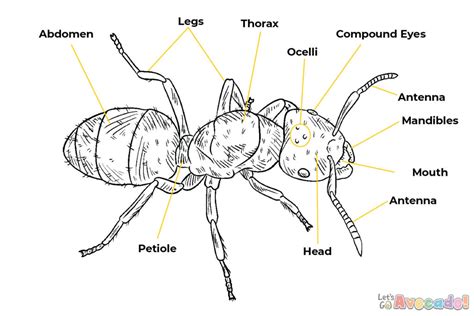 7 Fascinating Closeups Of Ant Anatomy - The Ant Project Blog - Let's Go ...