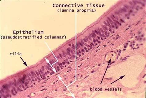 Trachea Histology Goblet Cells