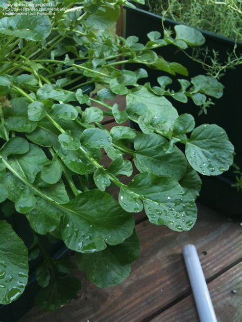 PlantFiles Pictures: Watercress (Nasturtium officinale) by ViolaValley