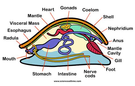 Mollusca - Kingdom Animalia