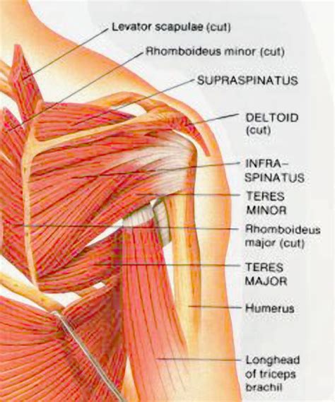 muscles of the shoulder posterior - ModernHeal.com