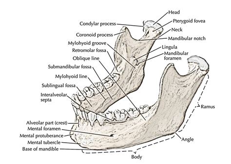 Easy Notes On 【Mandible】Learn in Just 4 Minutes!