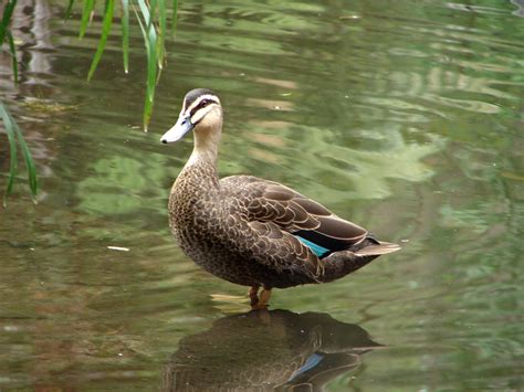 Snap Happy Birding: Pacific Black Duck