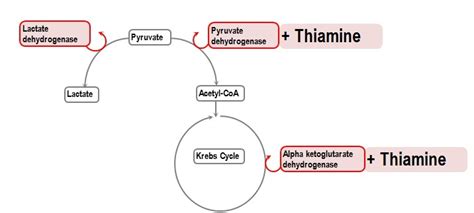 emDOCs.net – Emergency Medicine EducationThiamine Deficiency: Pearls ...