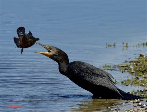 Florida / Cormorant Catching Fish