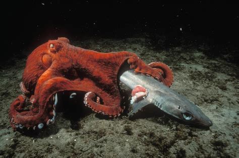 Beautiful Octopus Pictures: Masters of Disguise and Agile Hunters ...