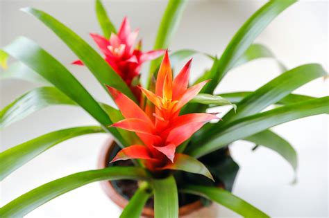 Tipps: So können Sie die Farbe von Bromelien erhalten - myHOMEBOOK