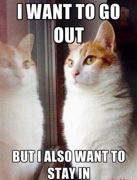 Pin by Cynthia Babcock on Cats so funny | Funny grumpy cat memes, Funny ...