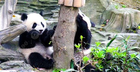 Photo Giant Panda Playing 2 Background, Panda, Eat, Naughty Background ...