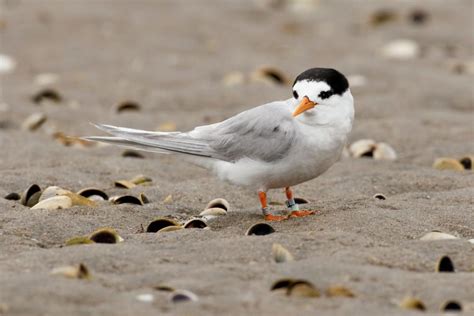 New Zealand fairy tern - Alchetron, The Free Social Encyclopedia