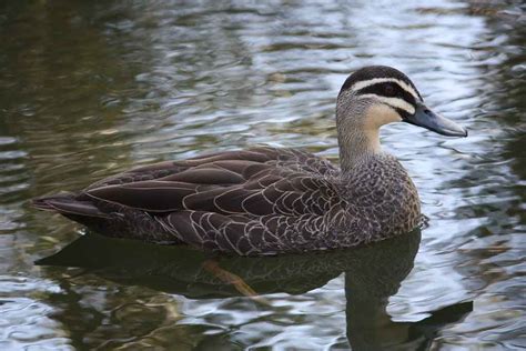 Pacific Black Duck – Profile | Traits | Facts | Habitat | Breeding ...