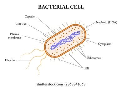 Bacterial Cell Under Microscope Labeled