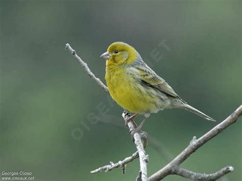 Atlantic Canary - Serinus canaria male adult breeding - geol66086