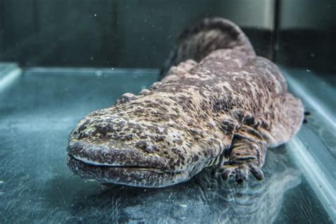 Chinese Giant Salamander l Stunning Amphibian - Our Breathing Planet