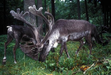 Free picture: woodland, caribou, forest, woodland, caribou, rangifer ...