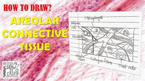 How to Draw Areolar Connective Tissue | Biology Diagrams Guide | Class ...