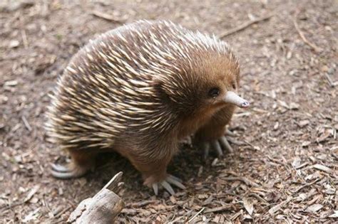 Spiny Echidna! One of the two egg-laying mammals! : r/Eyebleach