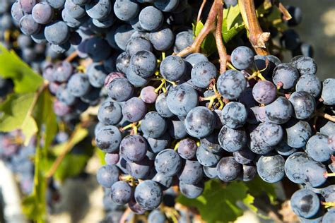 What Is Nebbiolo Wine?