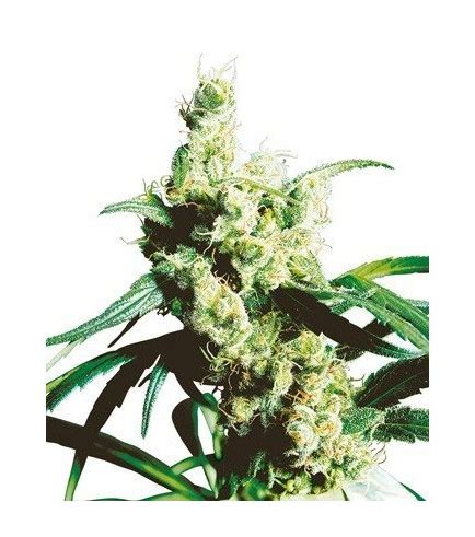 Silver Haze - Strain Information - CannaConnection