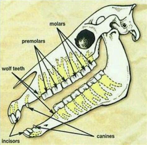 Anatomy Of Horse Teeth