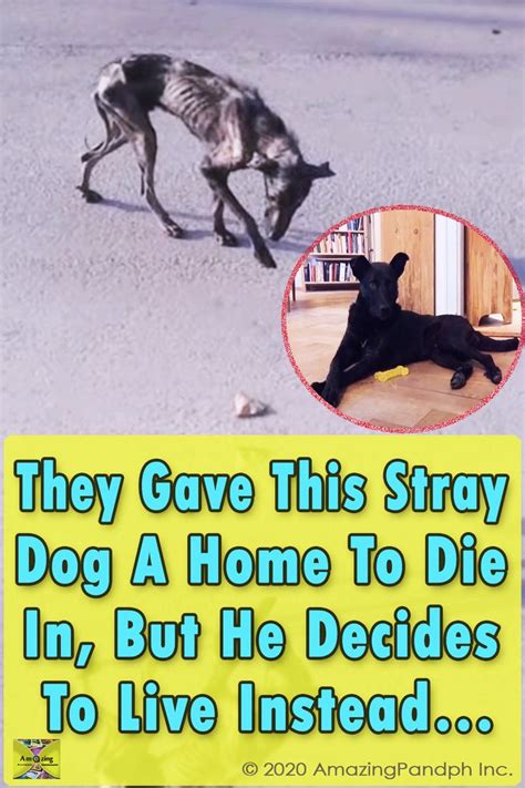 This is one of the most unbelievable rescue stories you will ever see ...